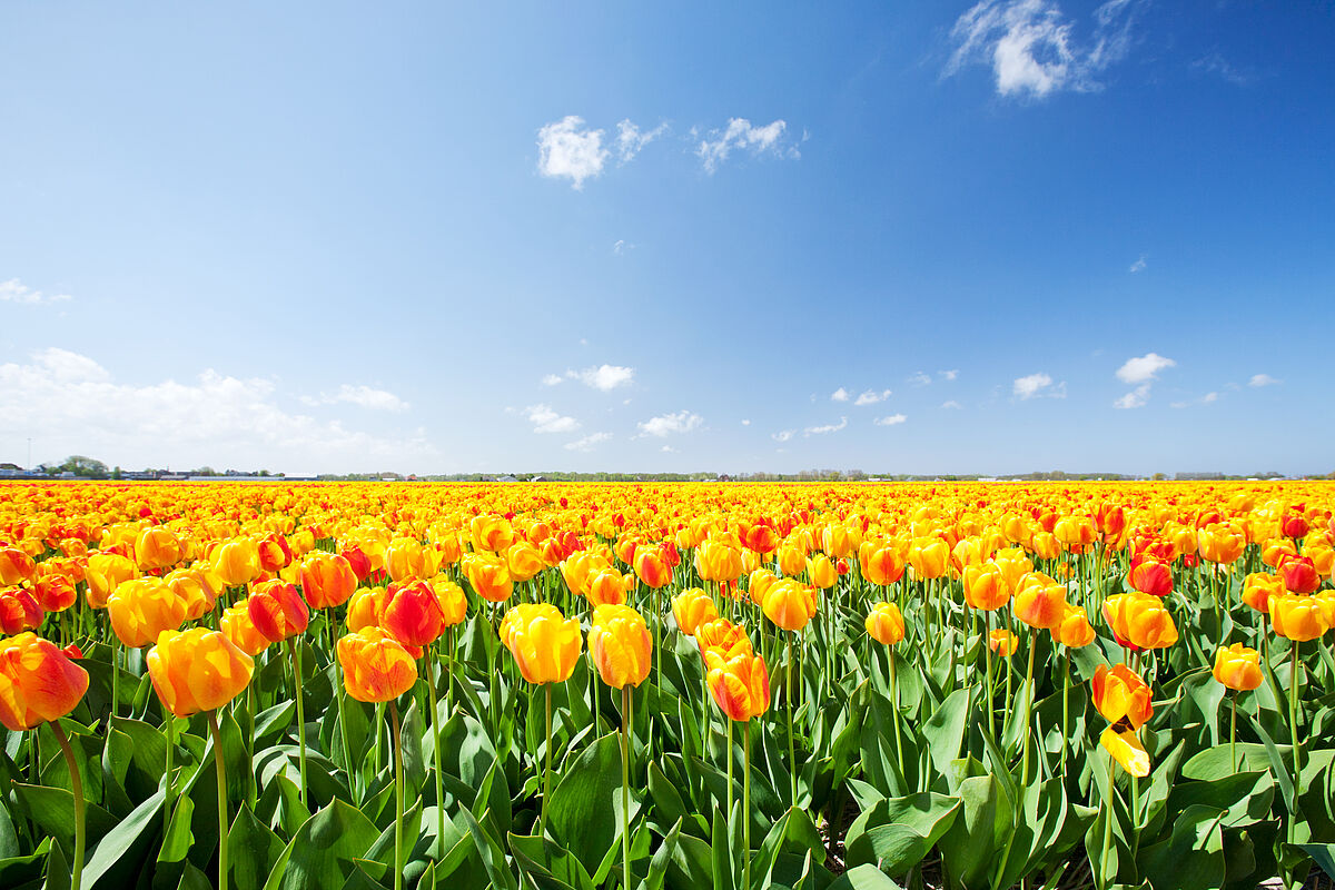 Shutterstock 149985875 Shutterstock 149985875