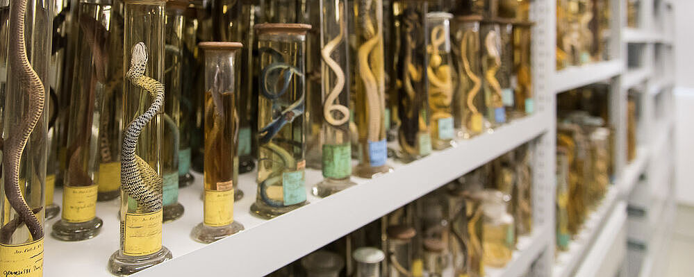 Research Collections