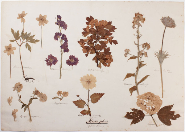 Herbarium Morphologicum von Julius Münter: Flores pleni (Gefüllte Blüten) Herbarium Morphologicum von Julius Münter: Flores pleni (Gefüllte Blüten)