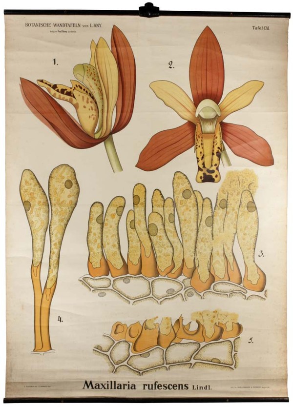 Knysche Wandtafel/Rolltafel CXI: Maxillaria rufescens (heute Mormolyca rufescens, Orchidaceae)