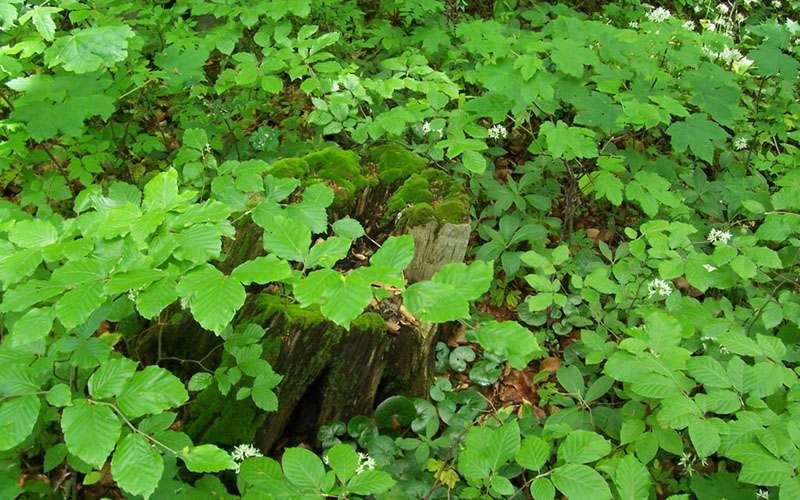 Institute of Botany and Landscape Ecology