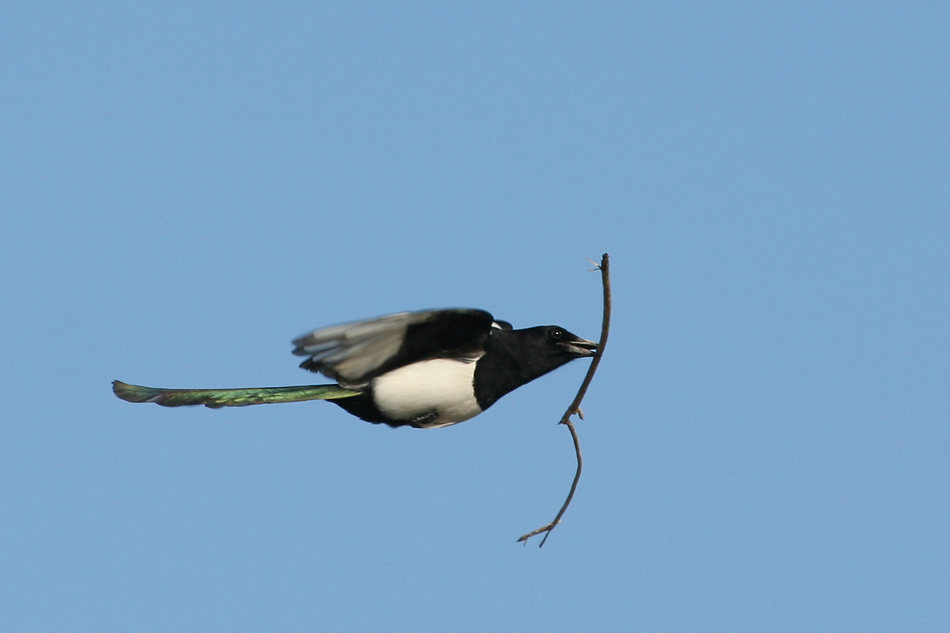 fliegende Elster mit Nistmaterial, Foto von Michael Luhn