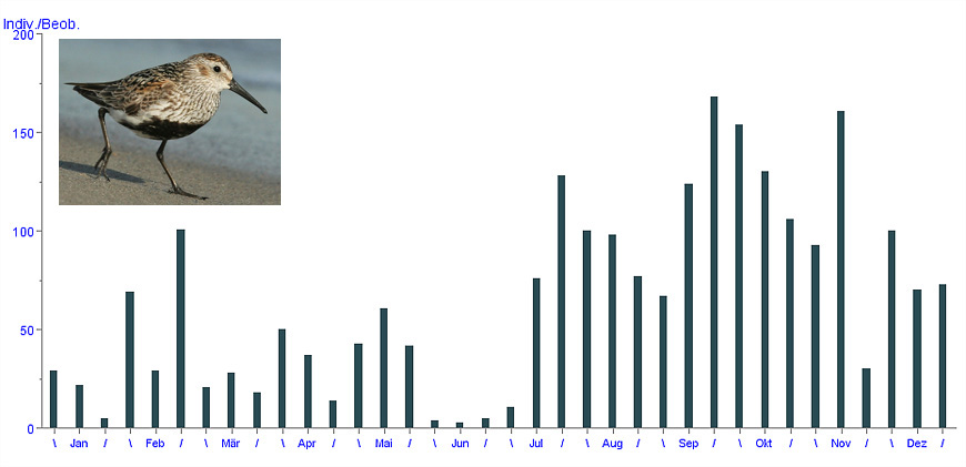 Alpenstrandläufer (Calidris alpina)