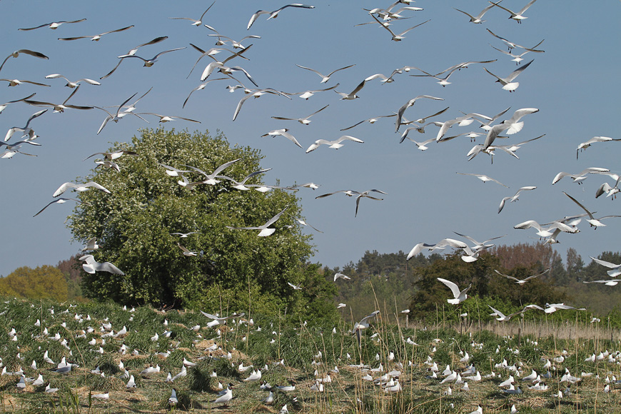 Lachmöwenkolonie Insel Böhmke