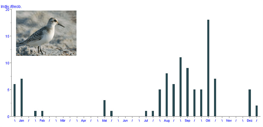 Sanderling (Calidris alba)