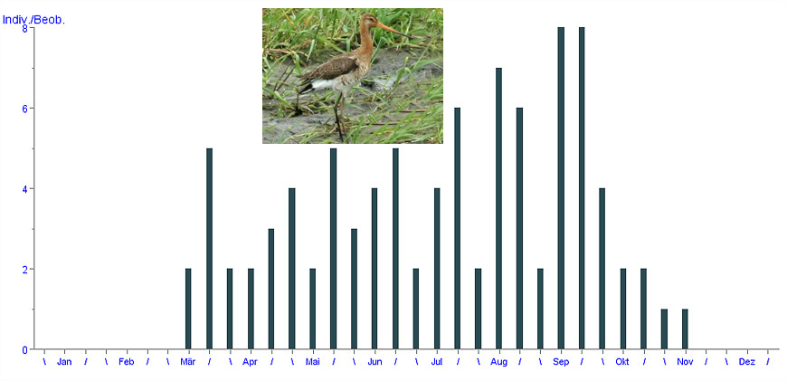Uferschnepfe (Limosa limosa)