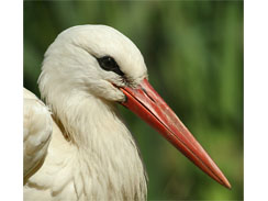 Weißstorch Weißstorch