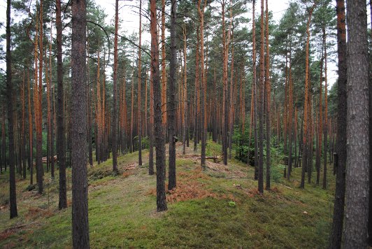 Teilweise lässt sich die Parabelform einzelner Dünen sehr gut erkennen.