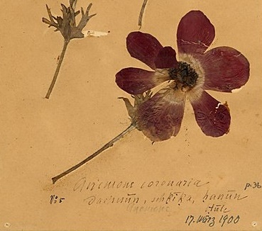 Anemone coronaria (Herbarium, 1900, Photo: R. Wehning, Copyright: Gustaf Dalman Institute) 